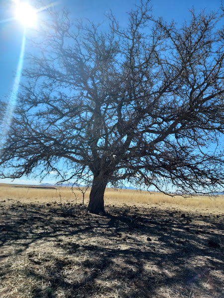 Hackberry, Netleaf