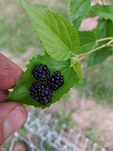 Mulberry, 'Dwarf Everbearing'