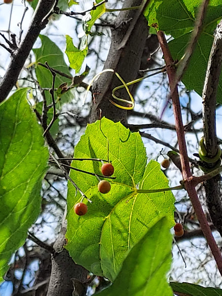 Hackberry, Netleaf