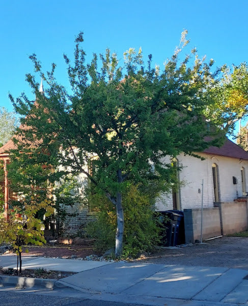 Hackberry, Netleaf