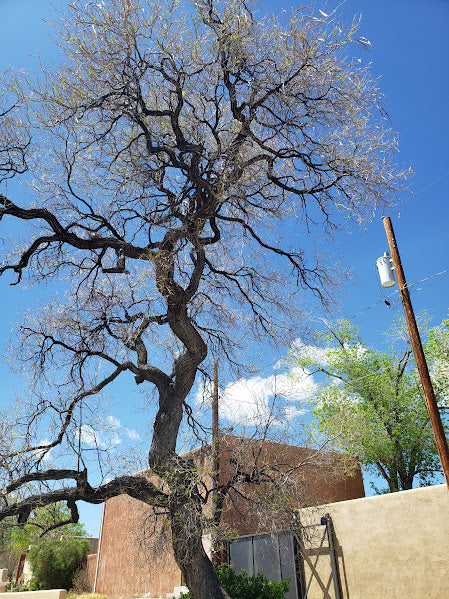 Desert Willow