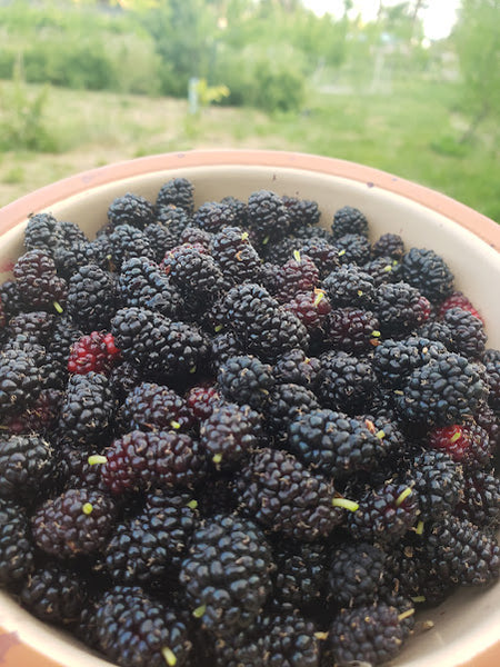 Mulberry, 'Dwarf Everbearing'