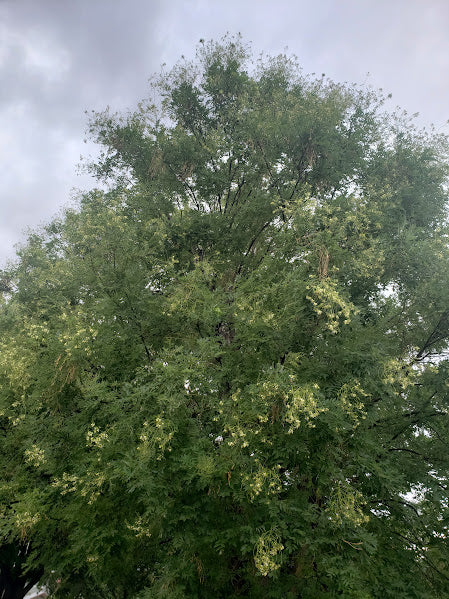 Pagoda Tree