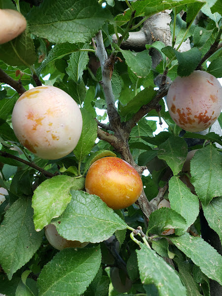 Plum, 'Rosy'
