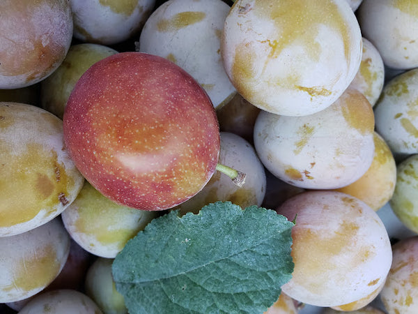 Plum, 'Rosy'