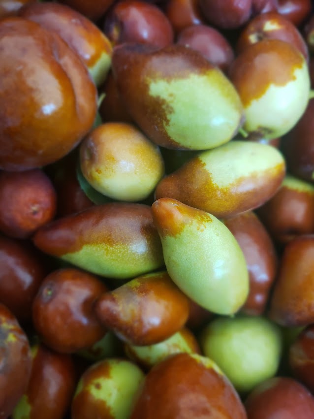 Jujube, 'GA866' – Flora Fauna Farm