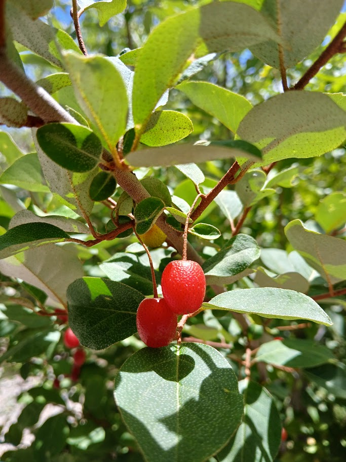 Goumi berry – Flora Fauna Farm