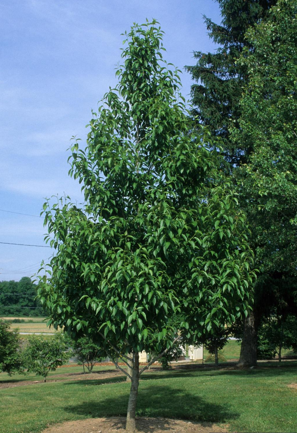 rubber tree plant height Hardy Rubber Tree – Flora Fauna Farm
