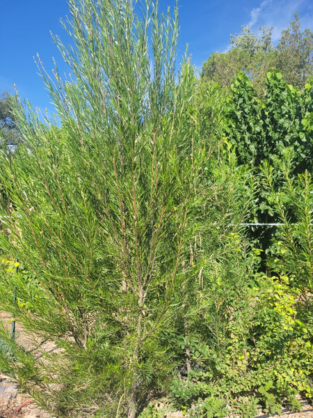 Desert Willow