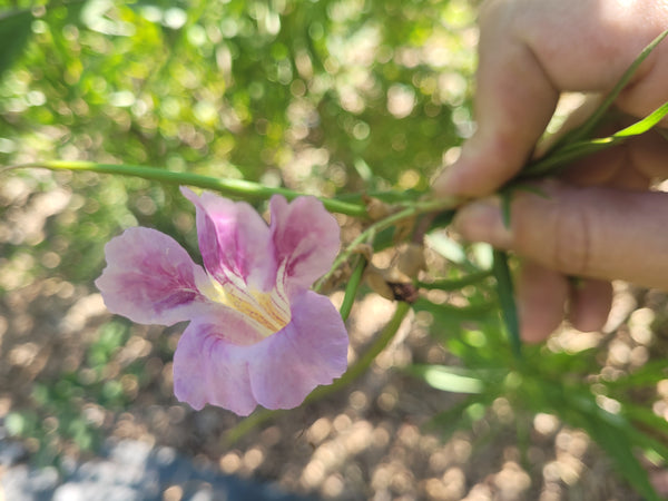 Desert Willow