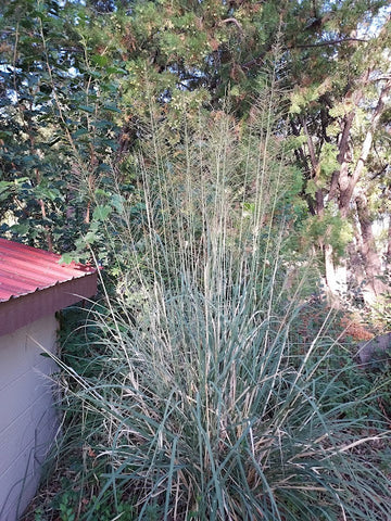 Alkali Sacaton grass, 'Windbreaker'