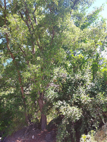 Hackberry, Netleaf
