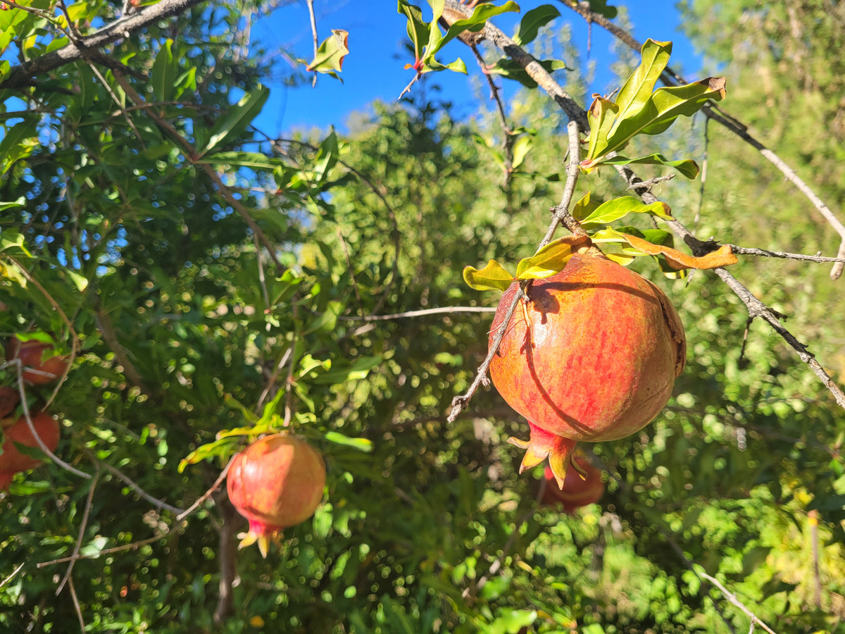 Pomegranate Utah Sweet Flora Fauna Farm