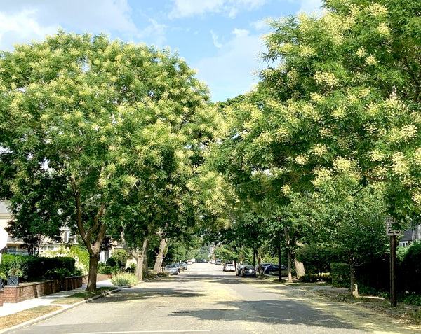 Pagoda Tree