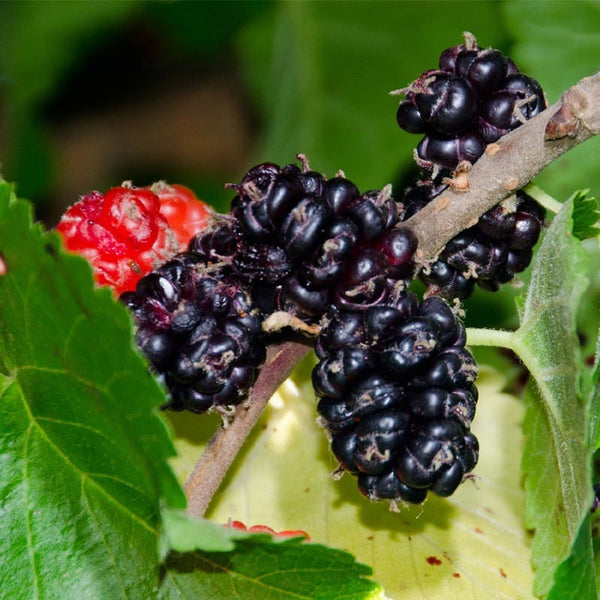 Mulberry, 'Dwarf Everbearing'