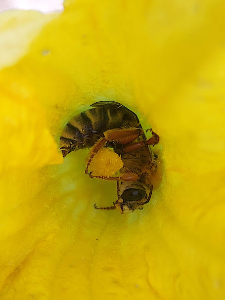 Pollinator Plants – Flora Fauna Farm