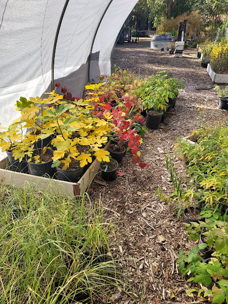 Nursery (all)