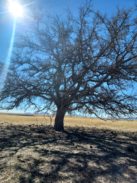 Hackberry, Netleaf (bare root)