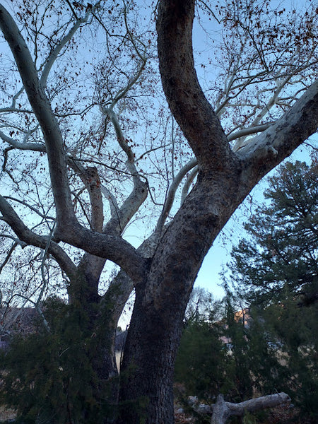 Sycamore, Arizona (bare root)