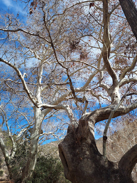 Sycamore, Arizona (bare root)