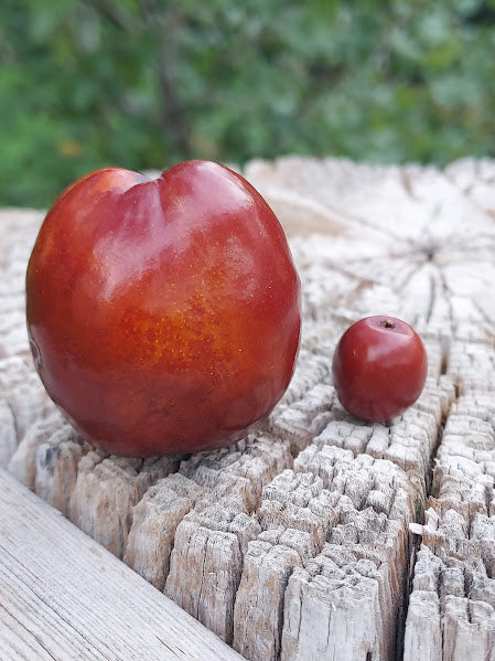 Jujube, Wild (Bare Root)