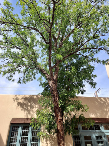 Jujube, Wild (Bare Root)