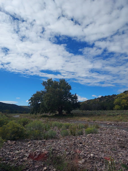 Sycamore, Arizona (bare root)