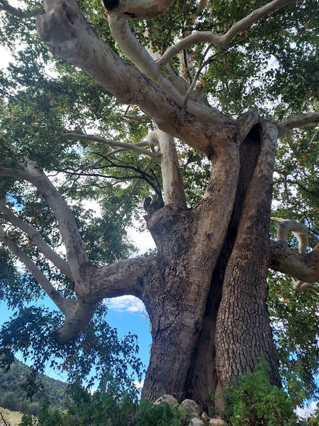 Sycamore, Arizona (bare root)