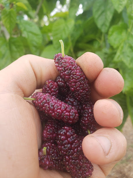 Mulberry, 'Kokuso'