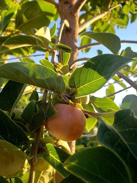 Persimmon, 'Meader'