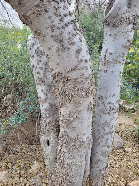 Hackberry, Netleaf (bare root)