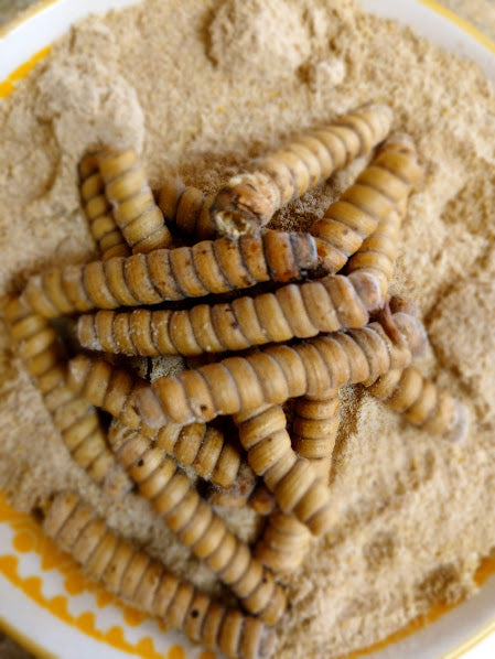 Mesquite, Screwbean (Bare Root)