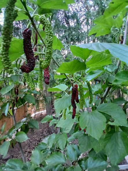 Mulberry, 'Pakistan'