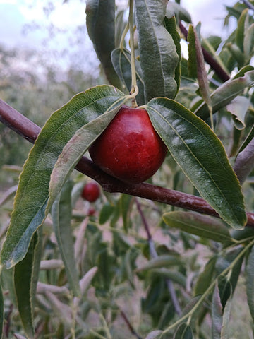 Jujube, 'Sandia' (Bare Root)