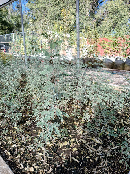 Mesquite, Screwbean (Bare Root)