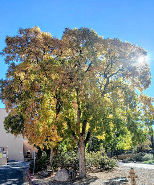 Soapberry, Western (Bare Root)