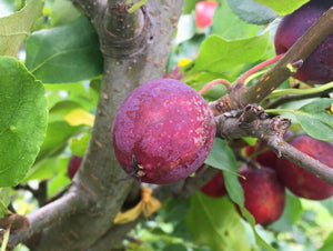 Apple, Crab 'Dolgo'