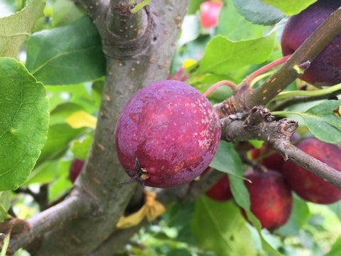 Apple, Crab 'Dolgo'