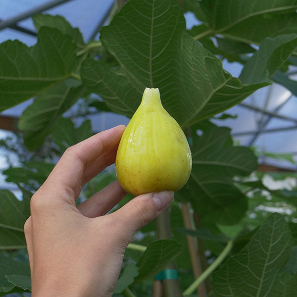 Fig, 'Golden Riverside'