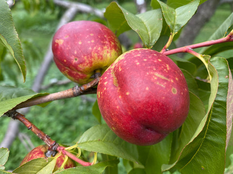 Nectarine, 'Fantasia'