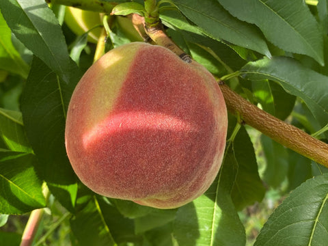 Peach, 'Carolina Belle'