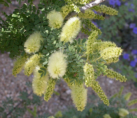 Mesquite, Screwbean (bare root)