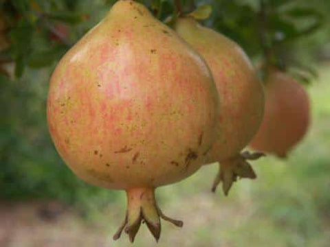 Pomegranate, Alk Pust Ghermez