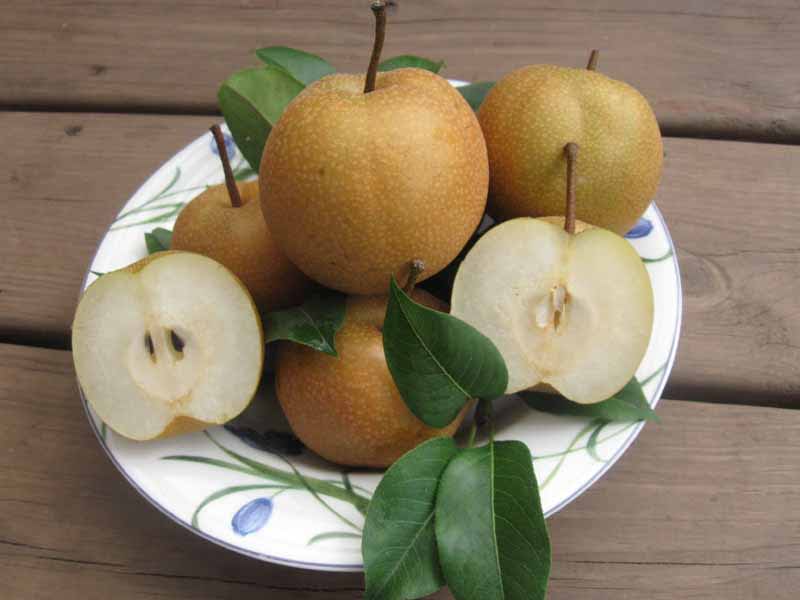 Asian Pear, 'Hosui'