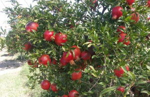 Pomegranate, Hydranar x Goulosha