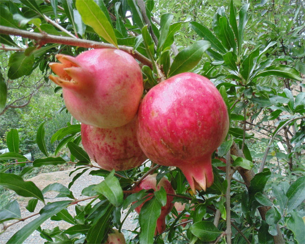 Pomegranate, Hydranar x Goulosha – Flora Fauna Farm