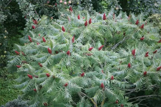 Sumac, Smooth – Flora Fauna Farm