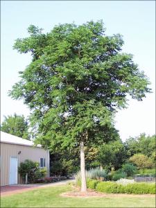 Kentucky Coffeetree (bare root)