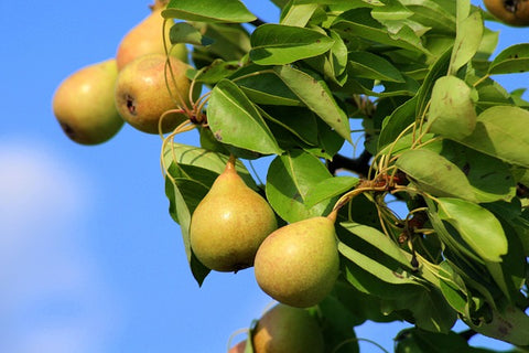 Pear, 'Warren'