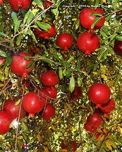 Pomegranate, Sumbarskii